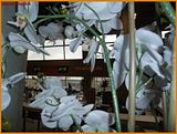 http://i292.photobucket.com/albums/mm23/turkisi/31012011/AslantepeAliSamiYenSporKompleksi04.jpg