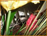 http://i292.photobucket.com/albums/mm23/turkisi/31012011/AslantepeAliSamiYenSporKompleksi05.jpg
