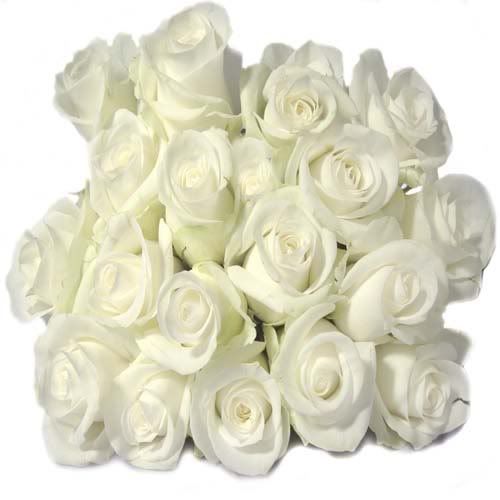 white20rose1.jpg picture by LA_VIDA_ES_BELLA_3