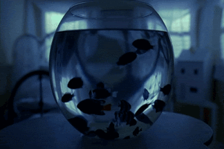 fish gif Pictures, Images and Photos