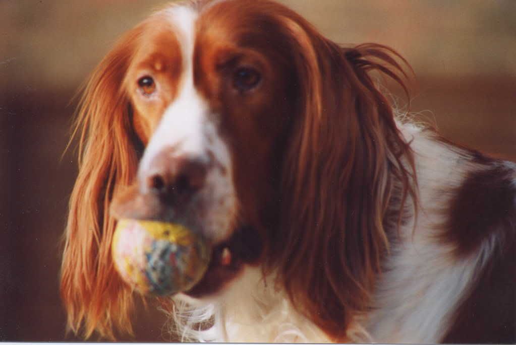 Daisywithball.jpg