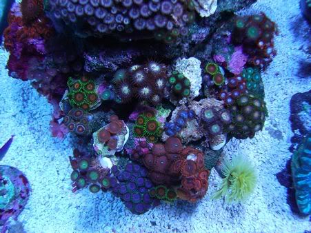 Blue Steel Zoa