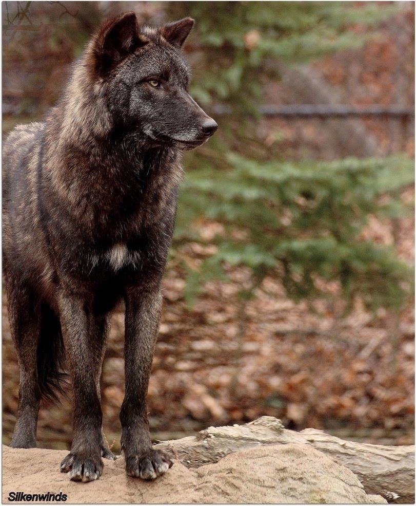  photo blackwolfposeonrock_zps11rk2xgb.jpg