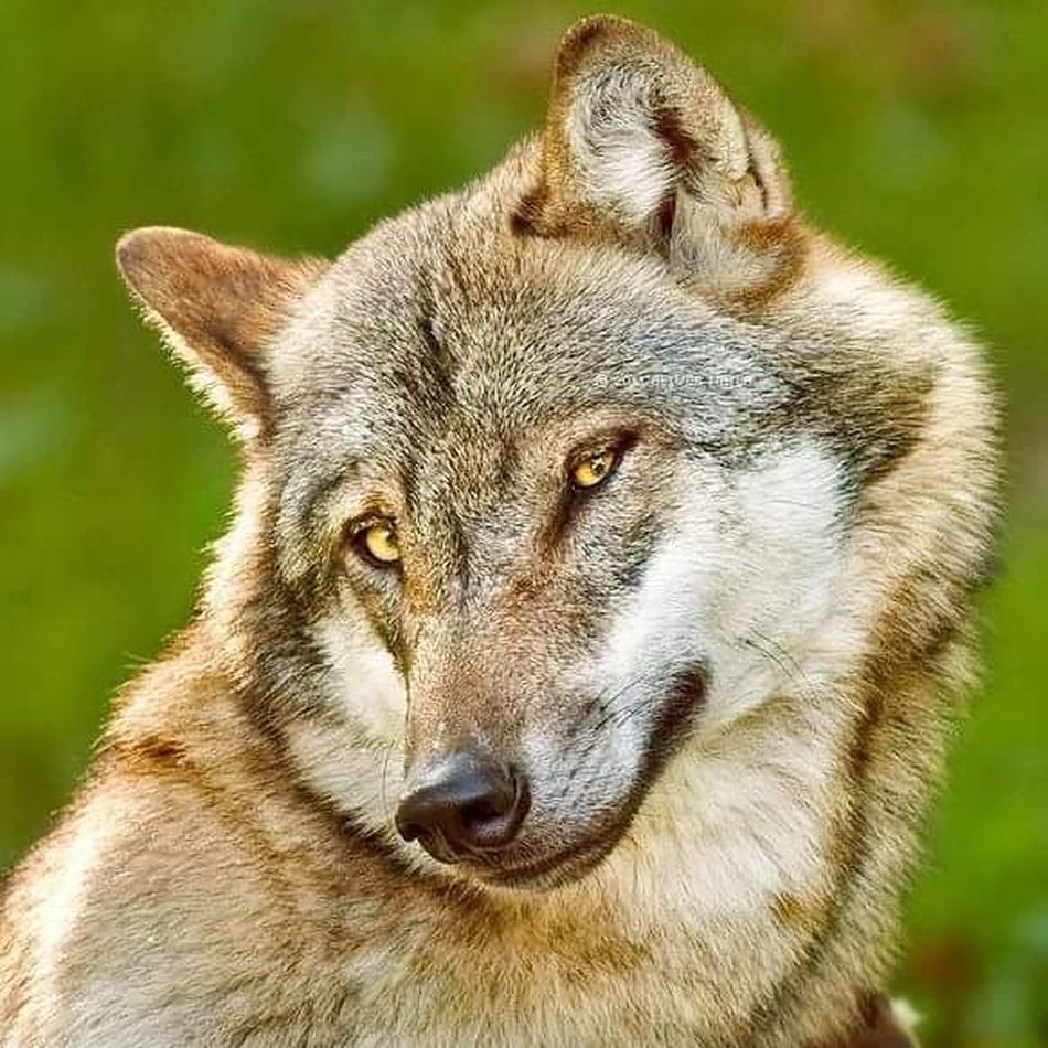  photo demuresweetie_zpstfa3cs7k.jpg