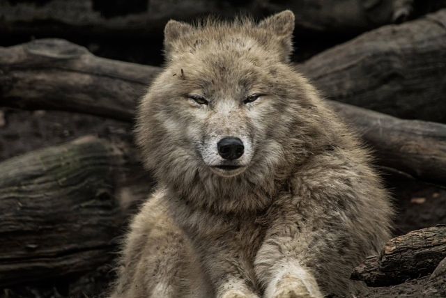  photo denningbitchcomeupforair_zps7atibrnf.jpeg