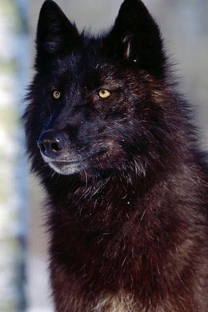  photo intenseblackwolf_zpstf5wlxts.jpg