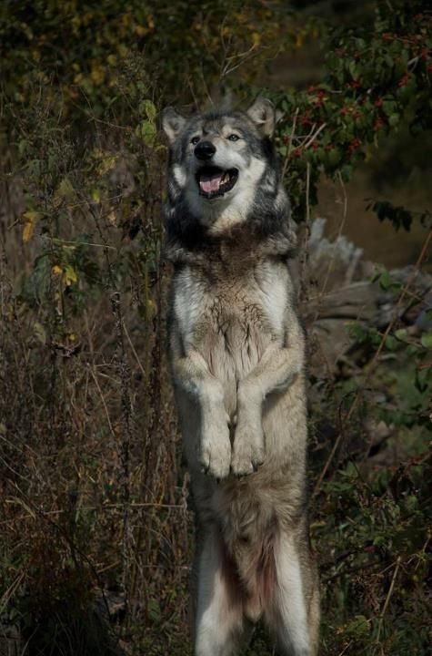  photo malewolfhindlegs_zpsvsuxfp78.jpeg