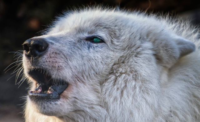  photo mournfulhowl_zpsbvmqksqj.jpeg