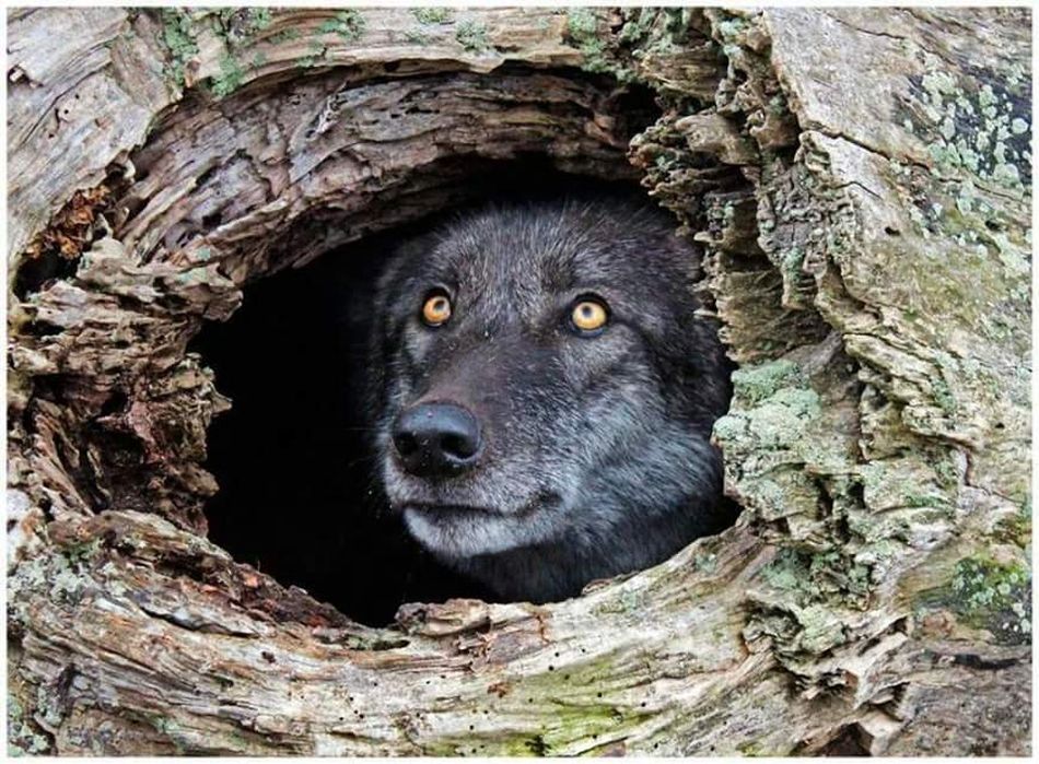  photo tundrapeeringfromtreehole_zpsjxxyk4ga.jpg