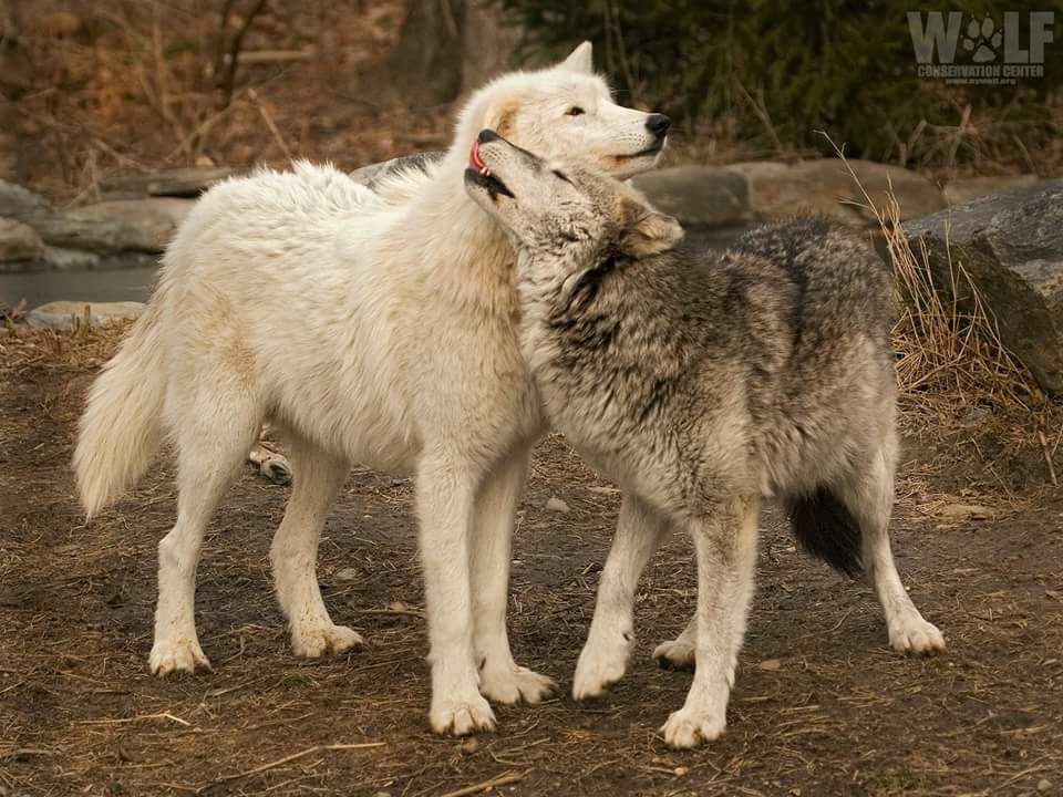  photo twowolvesrub_zpsjuthnenf.jpg