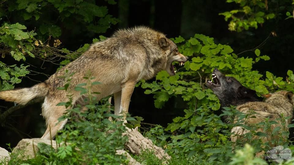  photo twowolvessnarling_zpsni1udt51.jpeg