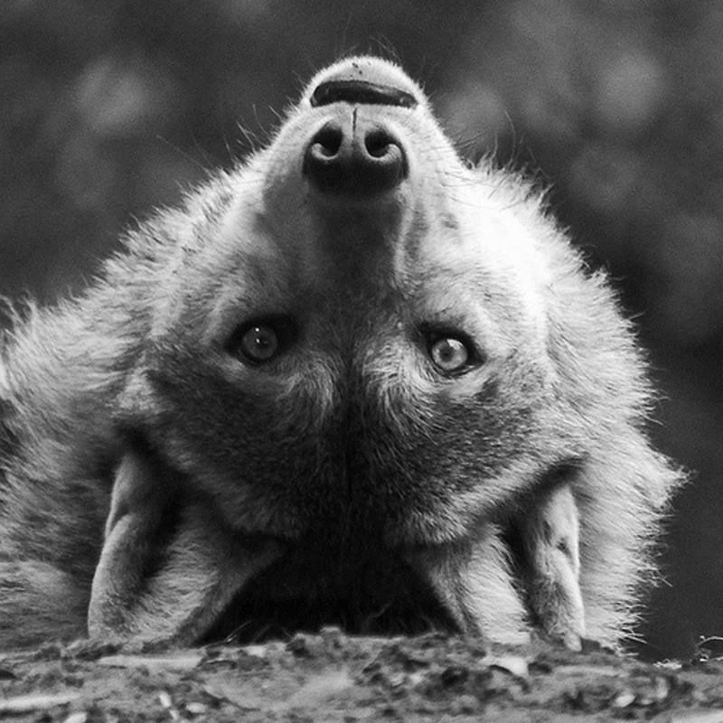  photo upsidedownwolfface_zpsp4mgh96r.jpeg