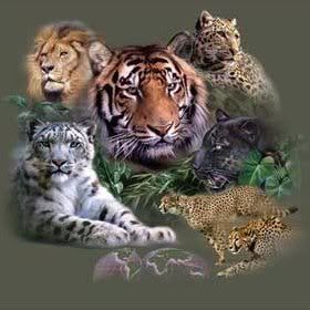 tigers Pictures, Images and Photos