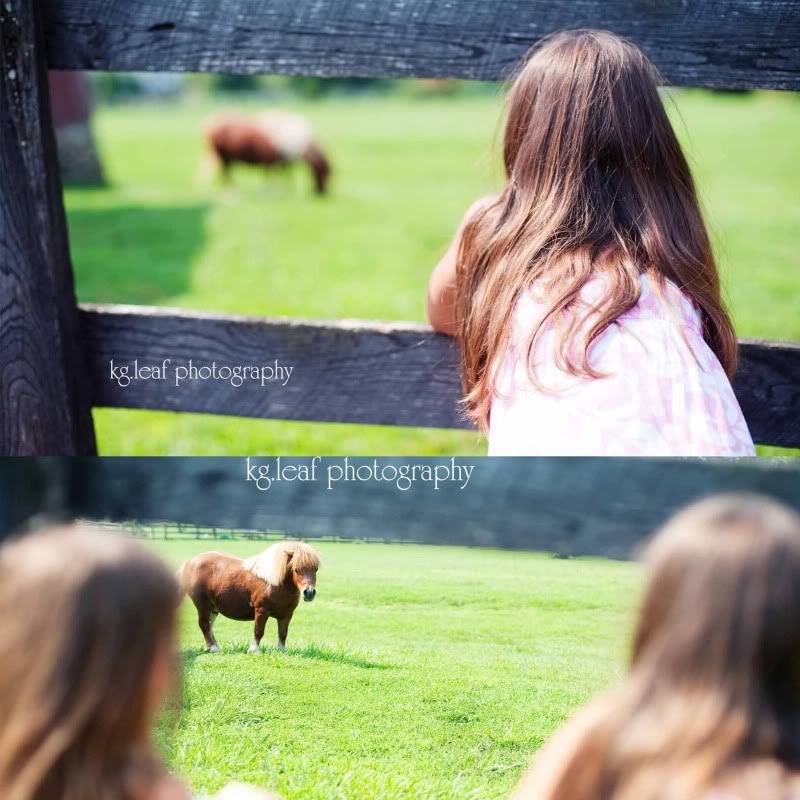 horse viewing