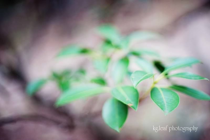 green leaves