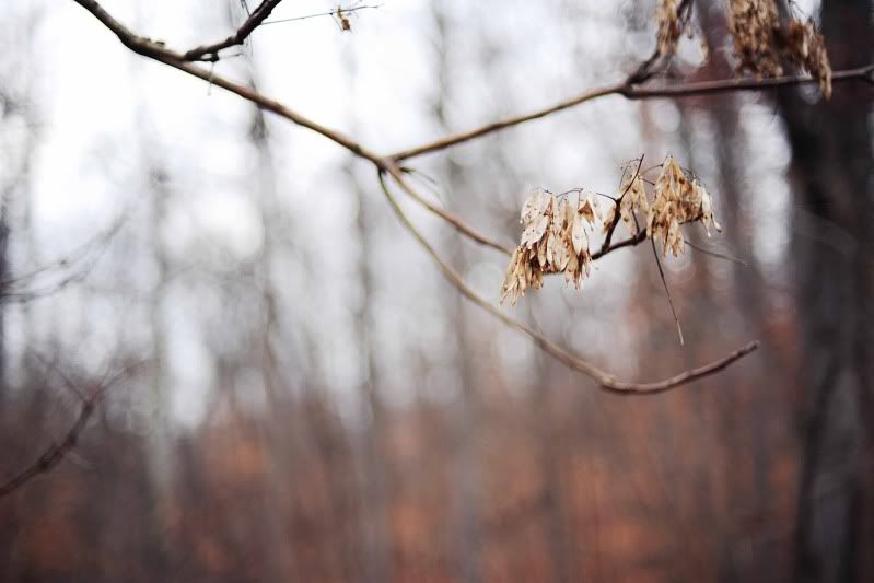 kg.leaf photography