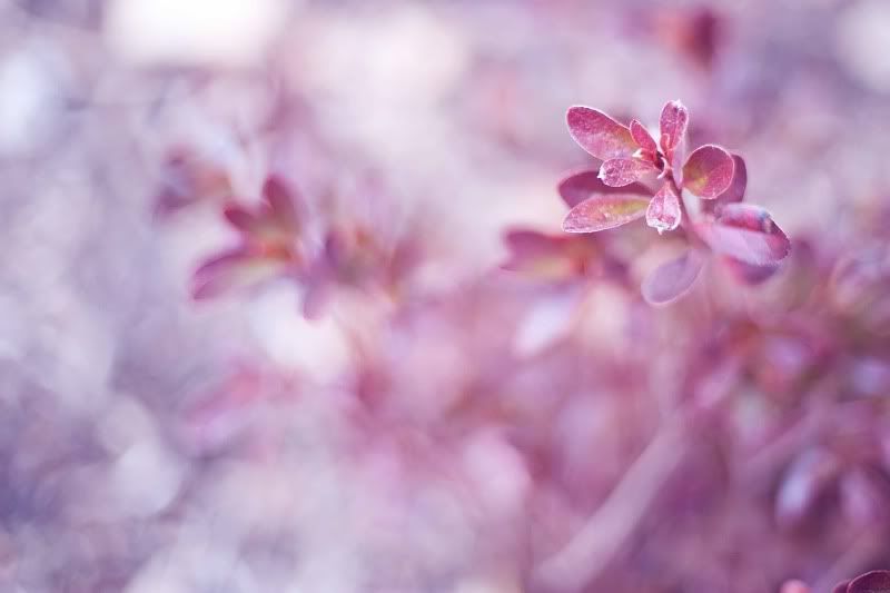 kg.leaf photography purple