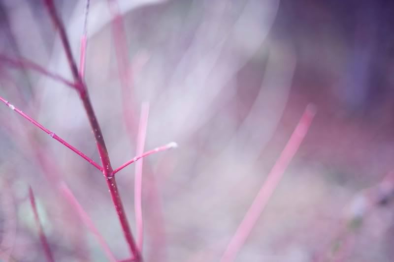 kg.leaf photography purple