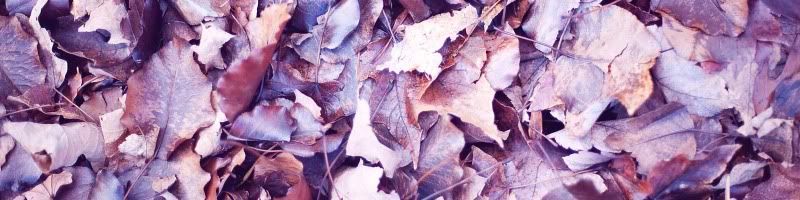 kg.leaf photography purple