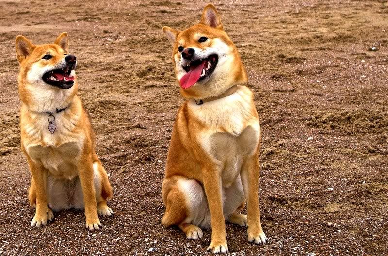 jindo husky mix