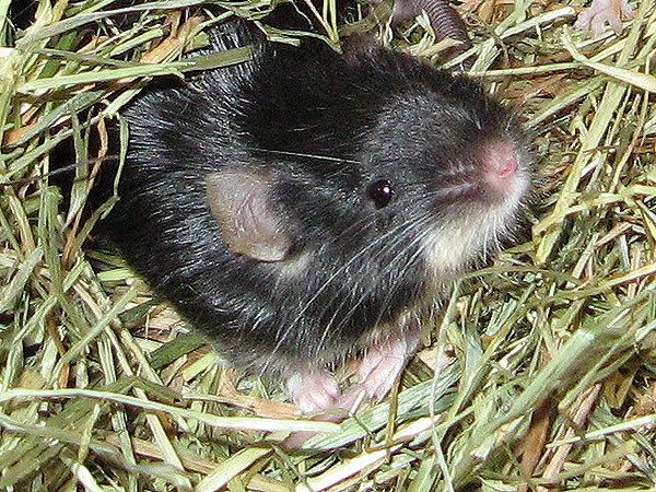 Finnigan-1.jpg