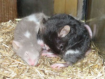 Waschmaus.jpg