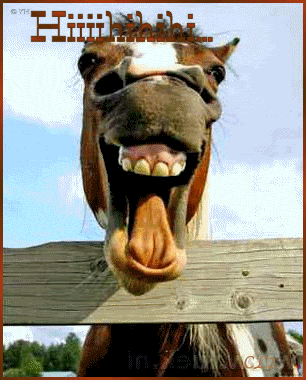  photo AnimalsFunnyAnimalsHiiiihihihicl2.gif