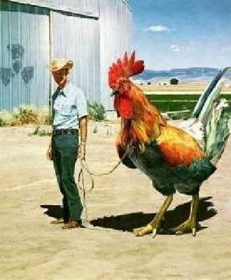 giant rooster photo: Rooster attack-of-the-giant-rooster.jpg