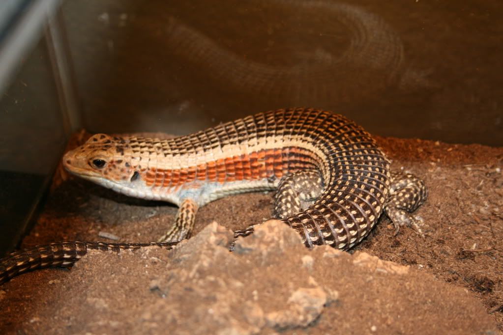 For Sale Sudanese Plated Lizard FaunaClassifieds