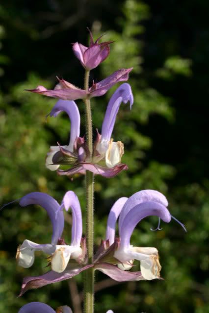 Clary Sage