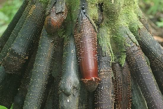 the erotic palm tree