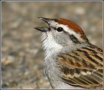 the happy sparrow