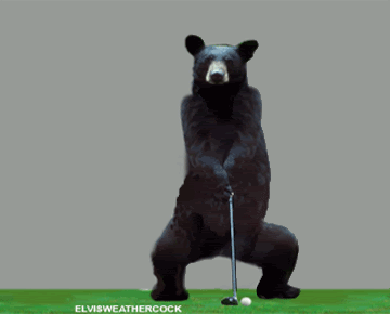 golf-swing-bear9.gif