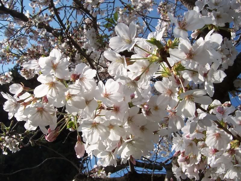 hanami Pictures, Images and Photos
