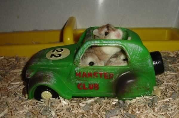 Hamstercar.jpg