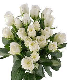 roses