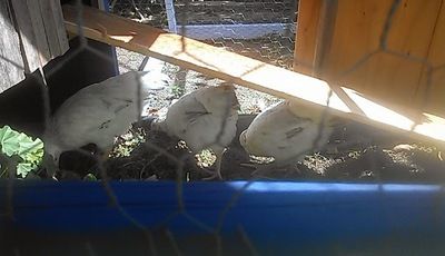 photo 2014-04-19 15.30.47_zpstavkywmx.jpg