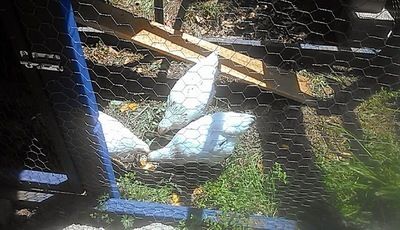 photo 2014-04-20 13.47.36_zpsqqxoxgdu.jpg