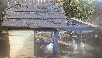 photo 2014-05-17 17.53.27_zpsdtbnqgpi.jpg