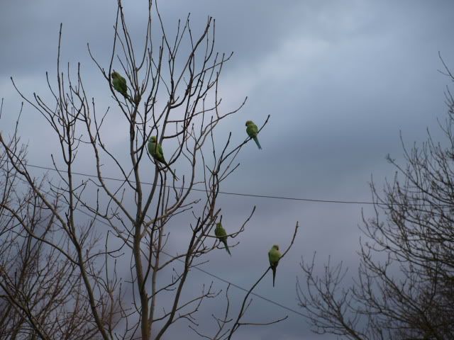 Parrots2001.jpg?t=1281260859
