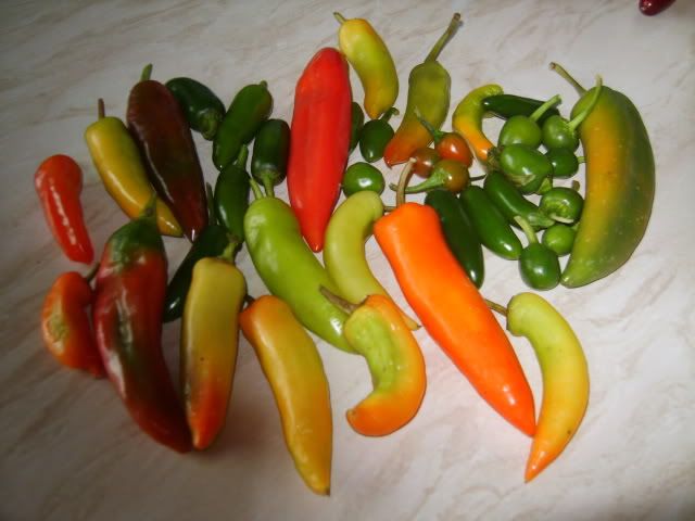 lastofthechillies2010003.jpg