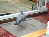 th_Pidgeonindahouse002.jpg?t=1279646634