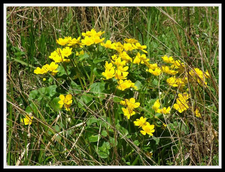 British Wildflowers