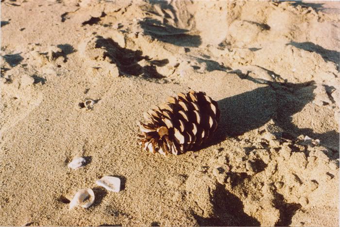 cone