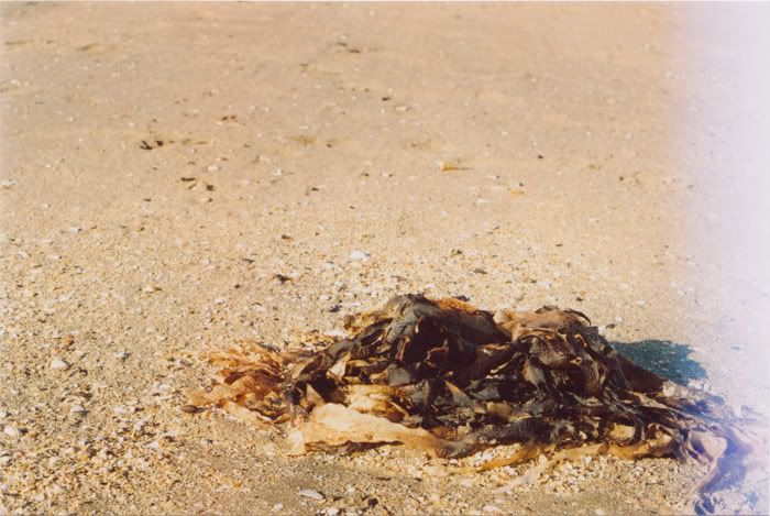 seaweed