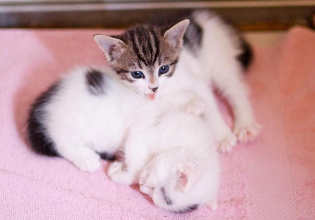 IMAGE: http://i292.photobucket.com/albums/mm6/analogypsy/misc/IMG_1951.jpg