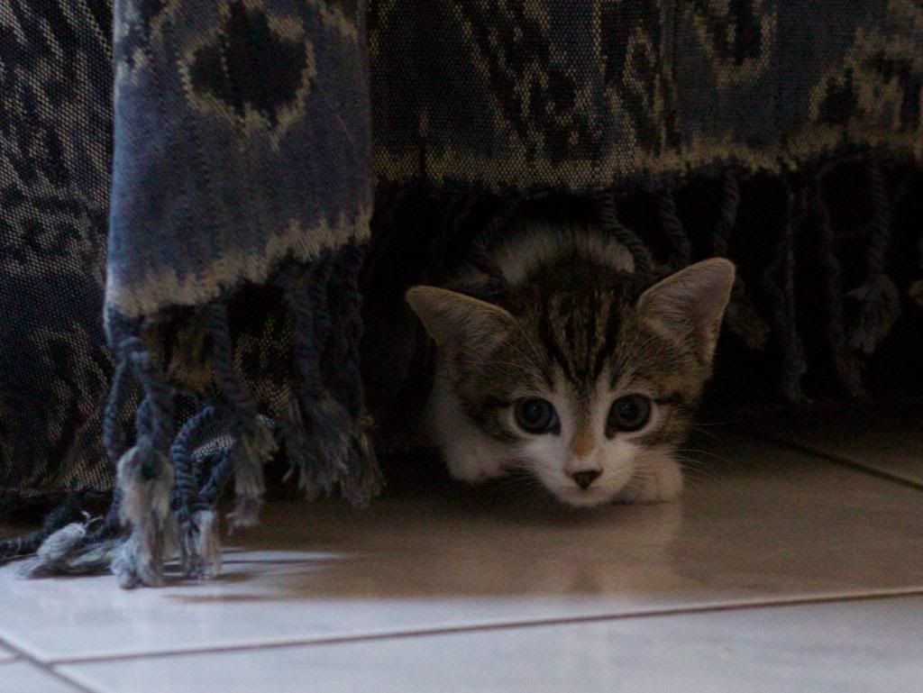 IMAGE: http://i292.photobucket.com/albums/mm6/analogypsy/misc/IMG_2183.jpg