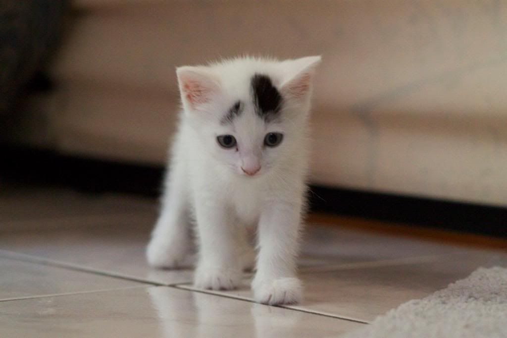 IMAGE: http://i292.photobucket.com/albums/mm6/analogypsy/misc/IMG_2193.jpg