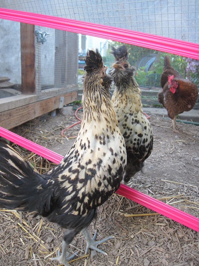 Quail and Chickens Out of Eden