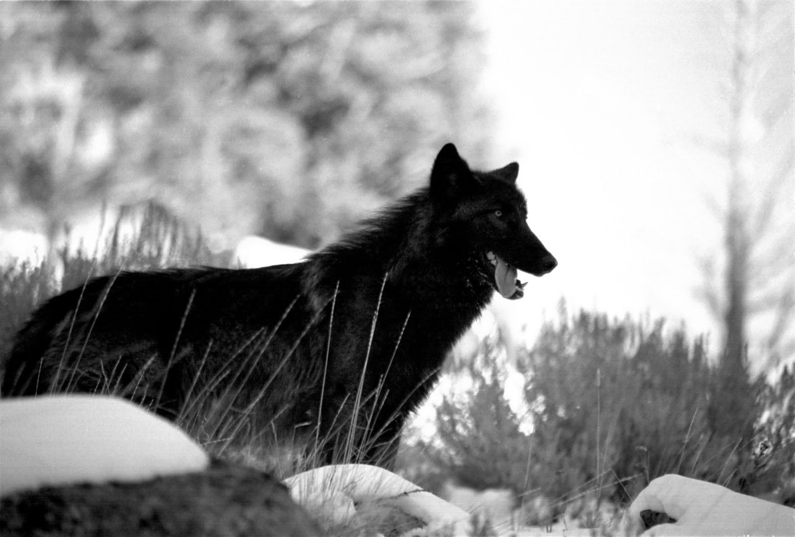 black wolf Pictures, Images and Photos
